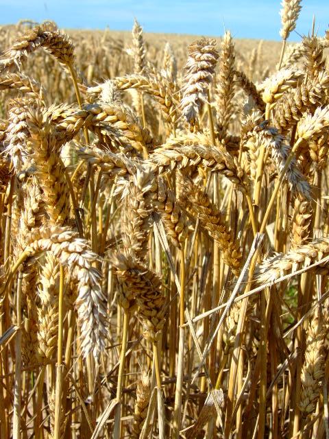 Ears of wheat in a field
